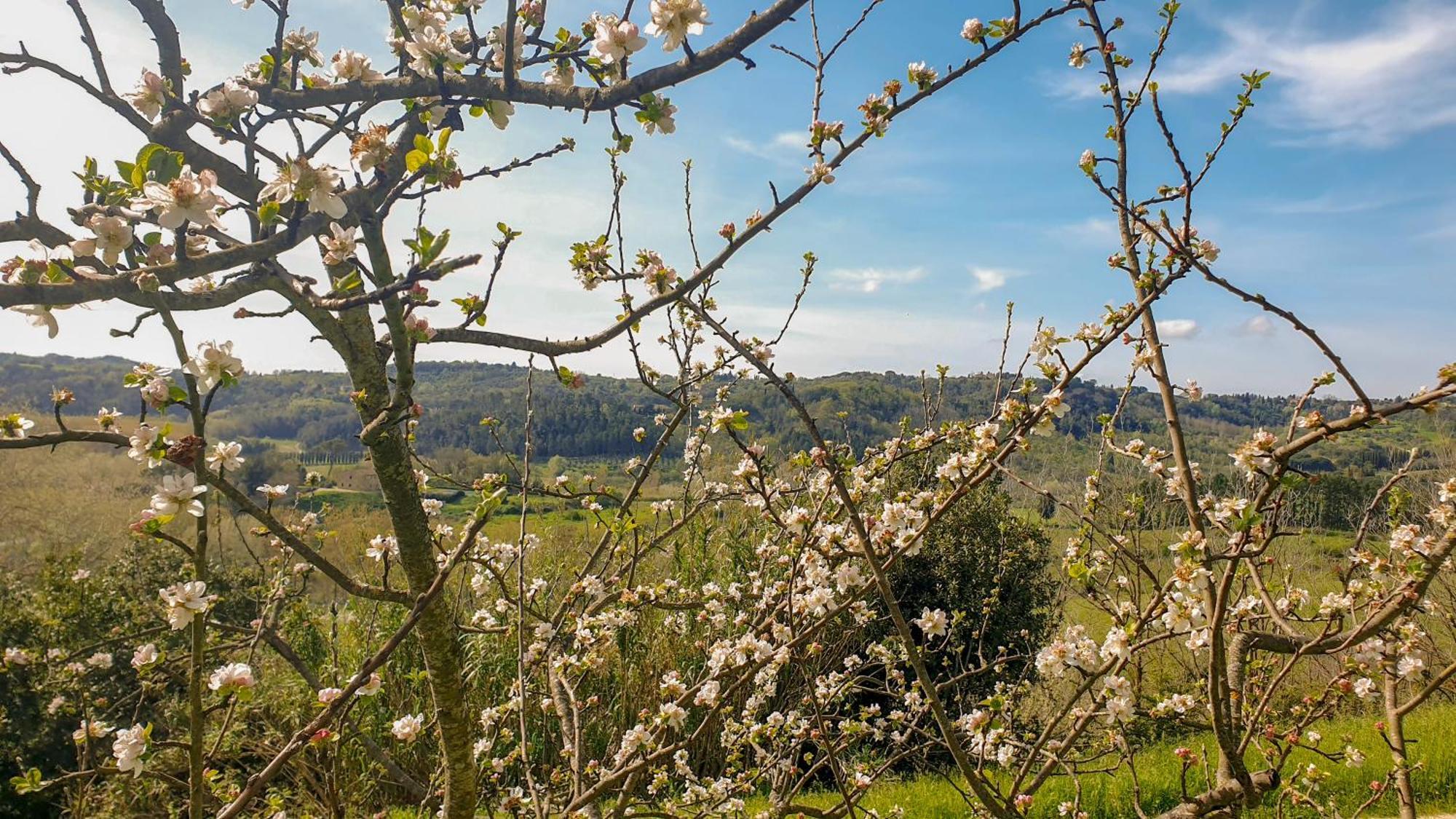 Agriturismo Podere Le Tombe Palaia Exterior foto