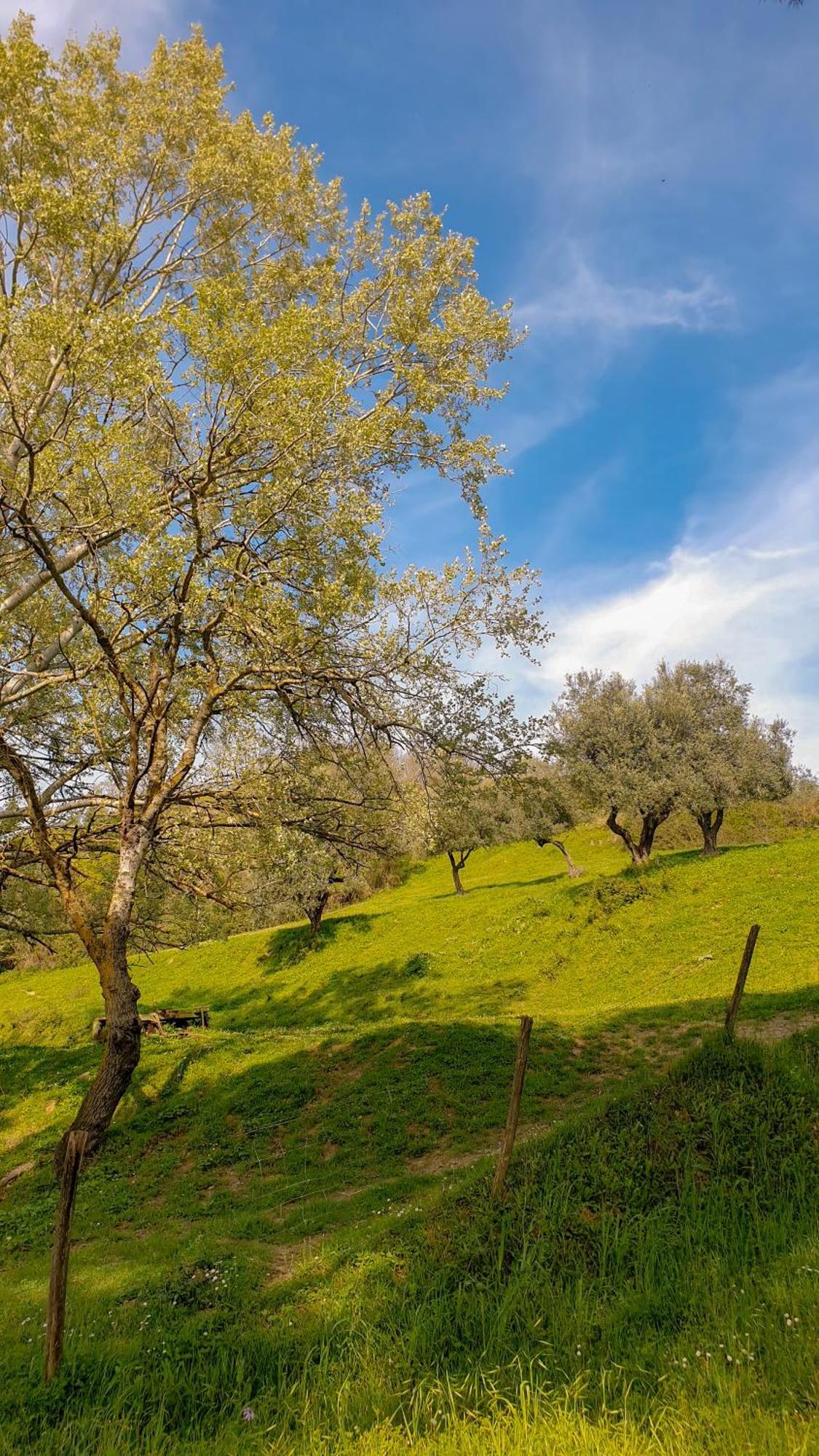 Agriturismo Podere Le Tombe Palaia Exterior foto